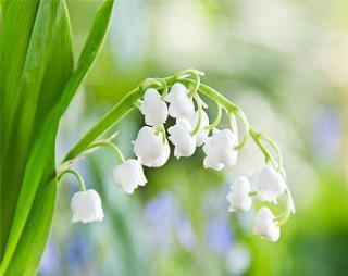 小学生描写植物句子短一点61条