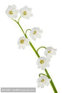 花的优美句子