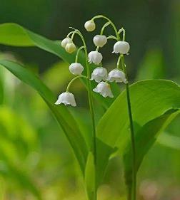 国庆节祝福文案句子(精选98条)