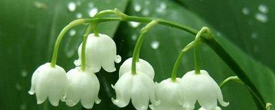 春节恭喜发财祝福语