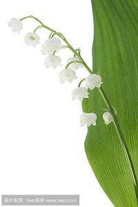 吘
