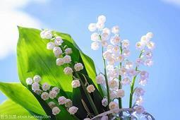 穰