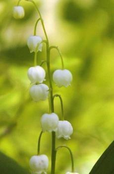 经典生日祝福语大全简短(精选60条)