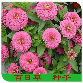鲨