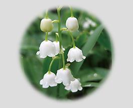 酒花
