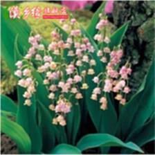 韦编三绝：好书需读千百遍