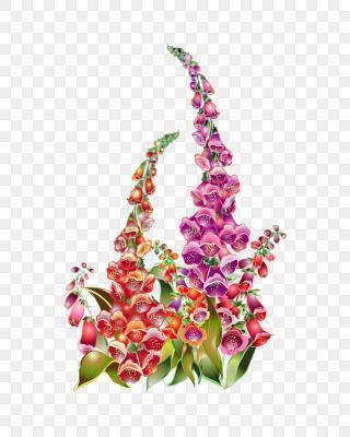 关于菊花的诗句古诗_关于动物的诗句古诗绝句