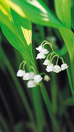 平安夜个性签名