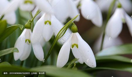 骤盛