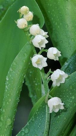 膏梁锦绣