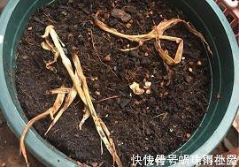 520表白的句子