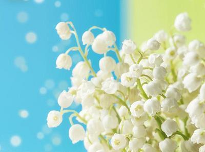 残花败柳