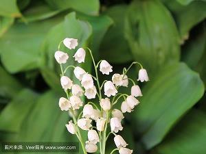 没世无称