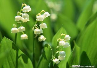 山中无好汉，猢猻称霸王