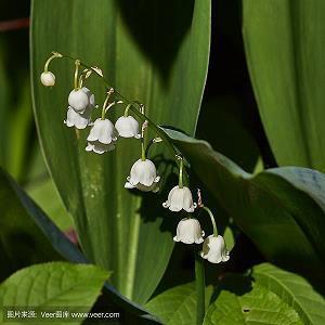 重阳节祝福语大全范文2021年(精选80条)