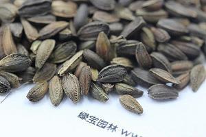 适合发宝宝一周岁的朋友圈(精选66句)