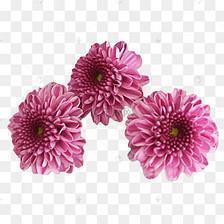 关于春天油菜花的唯美句子