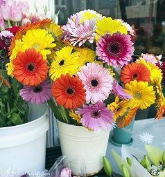 柳树是描写比喻句