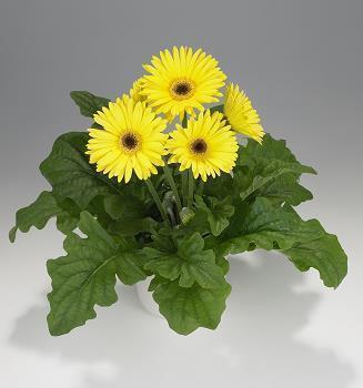 最新的领导祝福短信大全