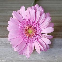 中秋寄语简洁祝福 关于中秋节的祝福语(精选43条)