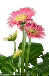 花花点点