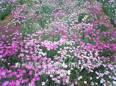 毒瘤
