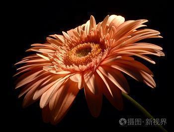意满志得