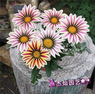 日久岁深