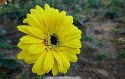 教师节节日祝福 给老师最好的祝福语(精选79条)