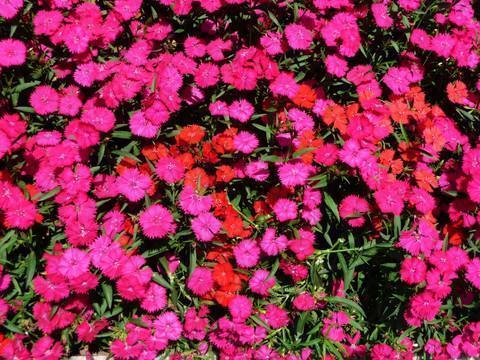 教师节文字