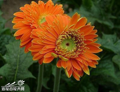 徐悲鸿励志学画课文句子赏析27条