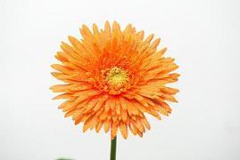 七夕祝福语送女朋友简短唯美文案(精选112条)