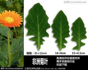 描写荷花的句子20句