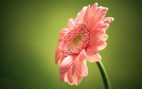 菷
