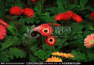 毕业给老师的唯美毕业赠言