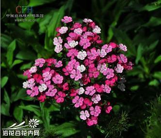 形容梨子的好句子怎么写
