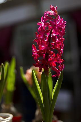 英文祝福语大全，英文问候语