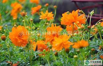 小孩子长大的短句