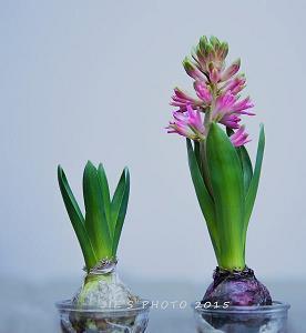 追节