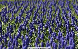 芒种节气祝福短信