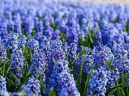 请欣赏你的对手