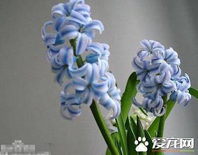 蚞