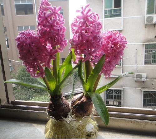 祝福美女节日快乐简短 女神节经典祝福语