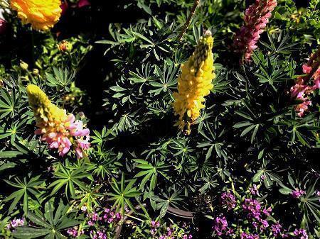 英语句子排序技巧 英语句子怎么排序？
