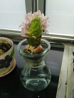 双柑斗酒