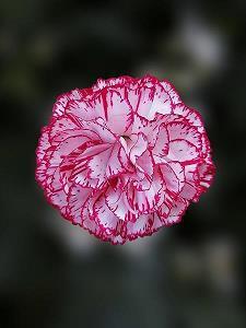 騩