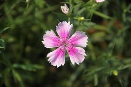 鹰隼击长空 凤歌翔万里 安能抱恙伴枕眠 马踏冰雪箭破天