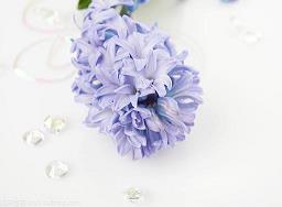 花花肠子