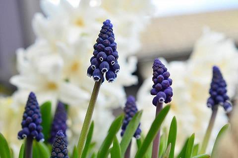 硕