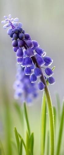 撅
